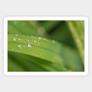 Droplets on a leaf Sticker